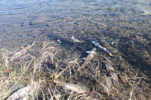 木戸川で力つきた鮭（2013年11月23日）