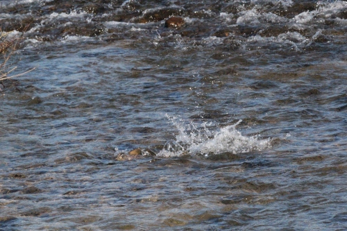 木戸川を遡上する鮭（2013年11月23日）