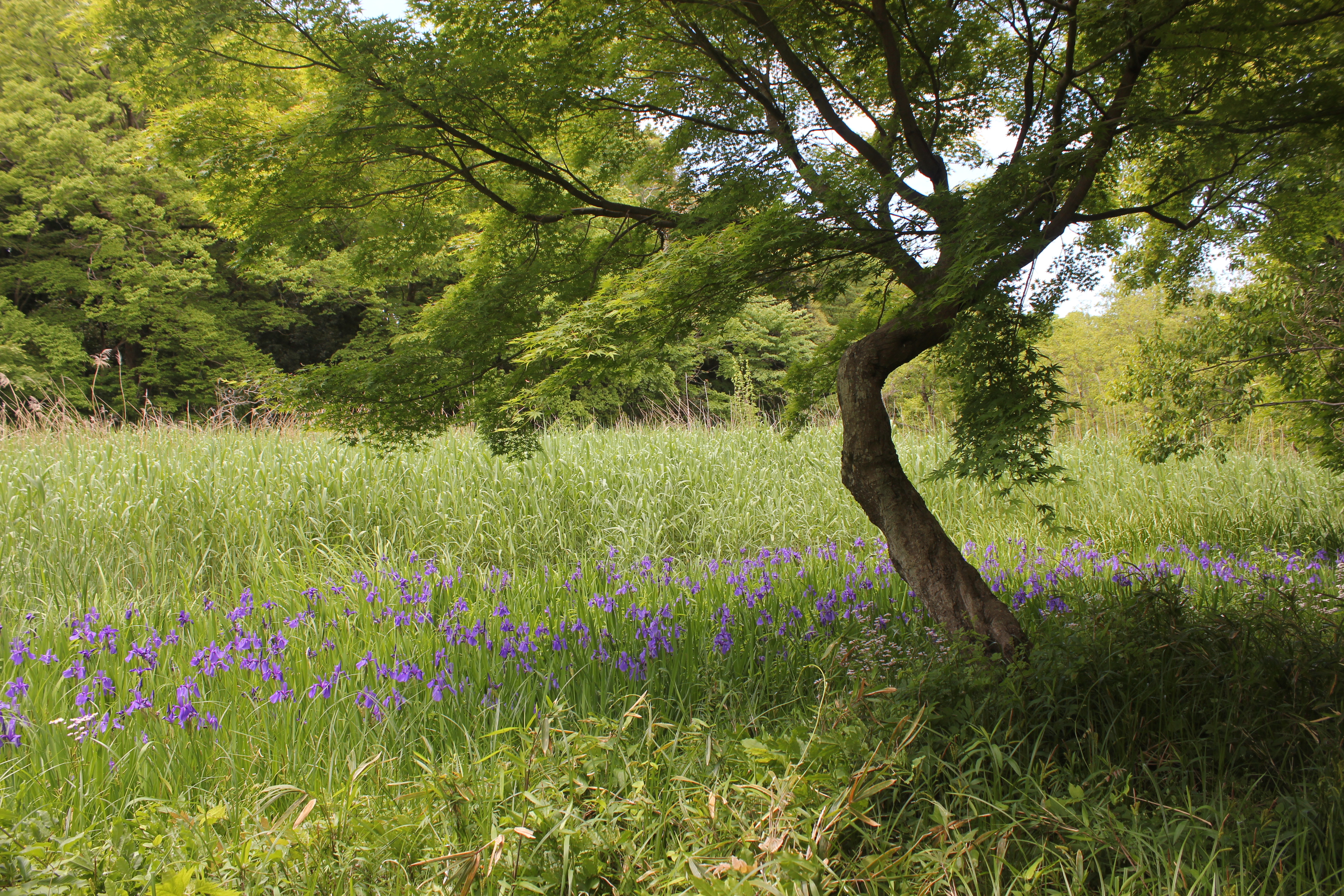 石神井公園（2020年5月10日、青い花はカキツバタ）